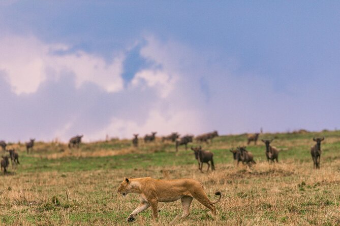 4 Days of Untamed Beauty: An Unforgettable Masai Mara Road Safari - The guide and vehicle can shape the whole trip