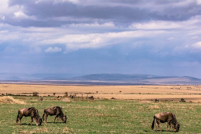4 Days of Untamed Beauty: An Unforgettable Masai Mara Road Safari - Migration timing and wildlife expectations