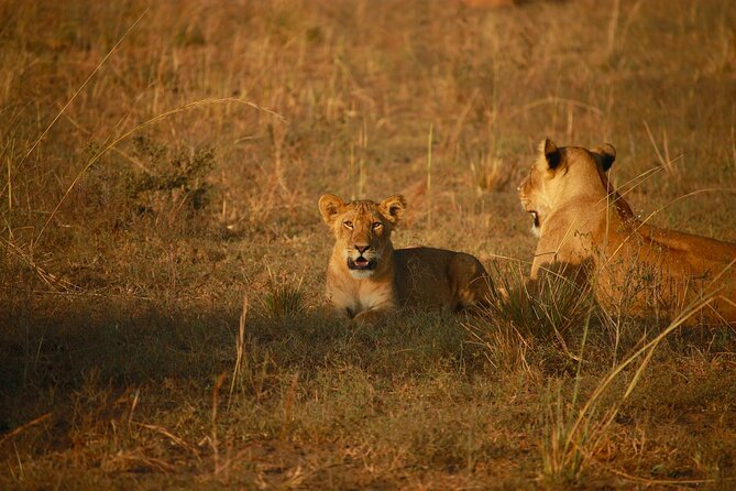 4 Days of Untamed Beauty: An Unforgettable Masai Mara Road Safari - Day two: A full day among the Big Five