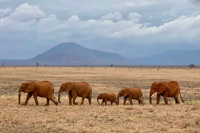 4 Days Private Safari Tour Tsavo and Amboseli from Nairobi - Why this three-park route works