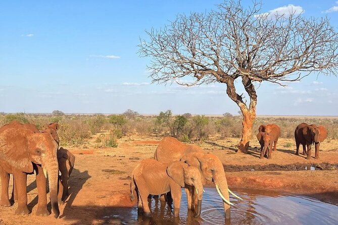 4 Days Private Safari Tour Tsavo and Amboseli from Nairobi - Day 3: Mzima Springs before Amboseli