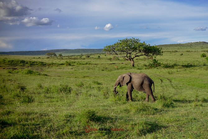 4 Days Safari Adventure Masai Mara and Nakuru Park Group - What the four-day route really offers