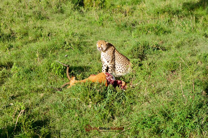 4 Days Safari Adventure Masai Mara and Nakuru Park Group - Group size, vehicles, and the role of the guide