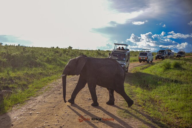 4 Days Safari Adventure Masai Mara and Nakuru Park Group - Day one: Rift Valley views and the first Mara game drive