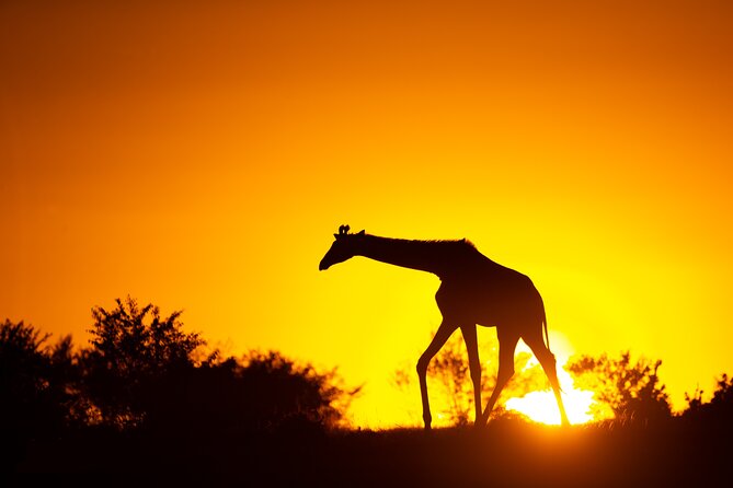 4 Days Safari from Mombasa to Amboseli and Tsavo West and East - Day One: Tsavo West After an Early Mombasa Departure