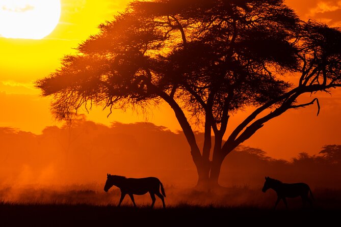 4 Days Safari from Mombasa to Amboseli and Tsavo West and East - Day Four: Mudanda Rock and the Return to Mombasa