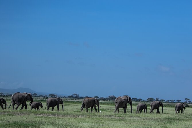 4 Days Safari from Mombasa to Amboseli and Tsavo West and East - Why a Private Guide Makes a Difference