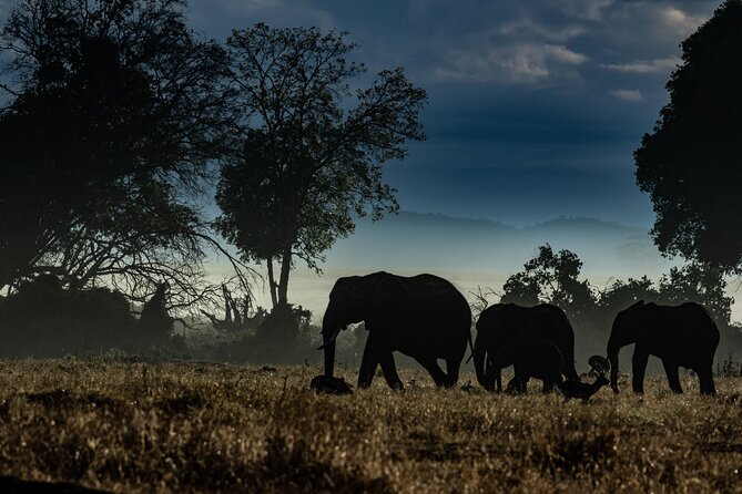 4 Days Safari from Mombasa to Amboseli and Tsavo West and East - Mzima Springs and the Move Toward Amboseli