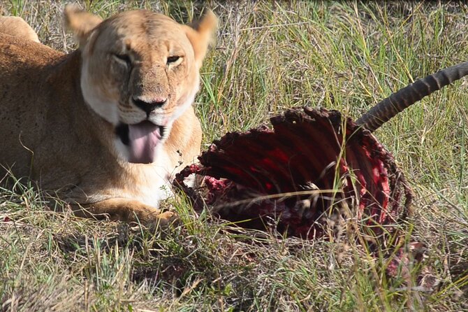 4 Days Safari Lake Nakuru NP Naivasha and Masai Mara - Key points at a glance