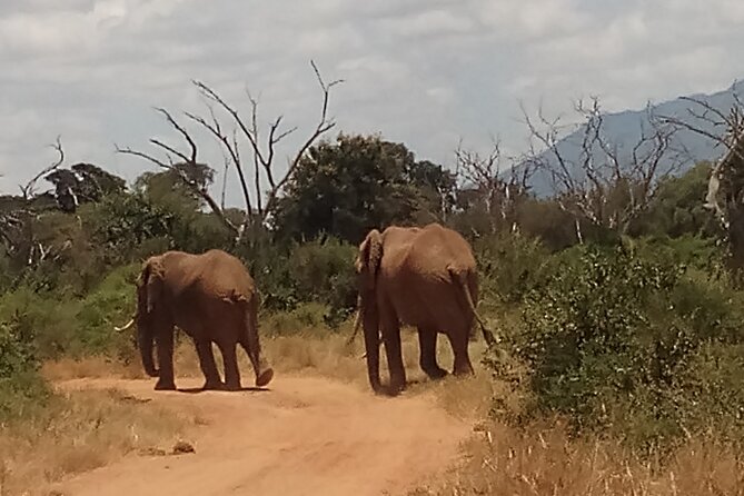 4 Days Safari to Amboseli N/P, Tsavo East N/P. - Why this two-park route works