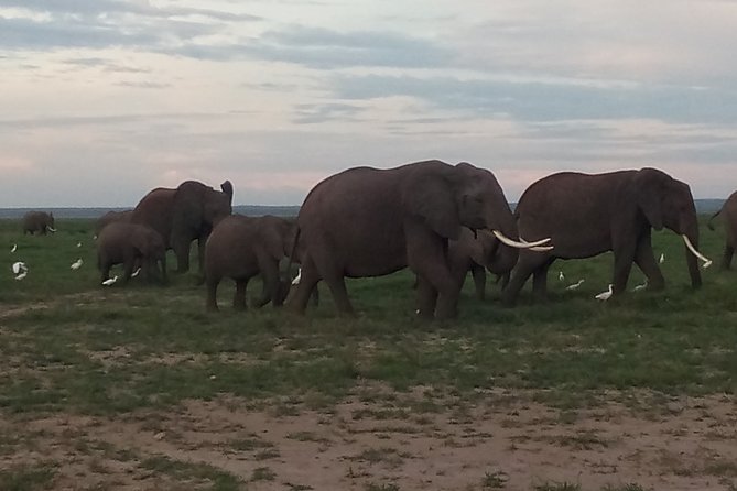 4 Days Safari to Amboseli N/P, Tsavo East N/P. - Day two: a full day inside Amboseli