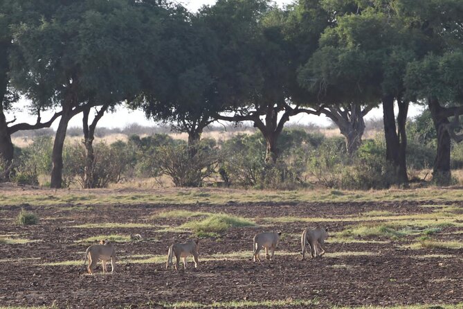 4 Days Safari to Amboseli N/P, Tsavo East N/P. - Day three: crossing toward Tsavo East