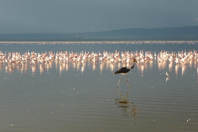 4 Days Safari to Lake Nakuru N/P and Maasai Mara N/R - Why this safari works in only four days