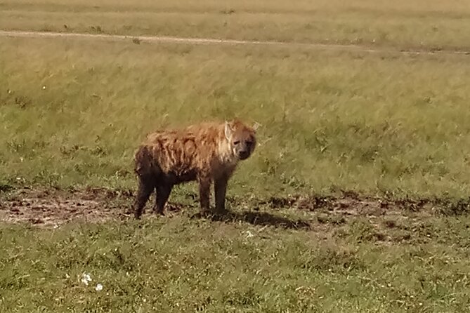 4 Days Safari to Lake Nakuru N/P and Maasai Mara N/R - Day 3: Eight hours in Maasai Mara
