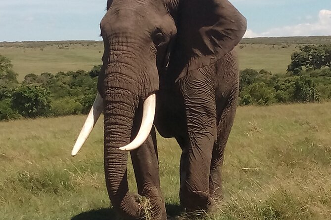 4 Days Safari to Lake Nakuru N/P and Maasai Mara N/R - Wildlife: what you might see in each park