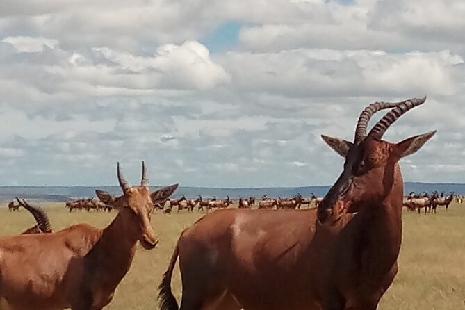 4 Days Safari to Lake Nakuru N/P and Maasai Mara N/R - Accommodation, meals, and the $1,600 price