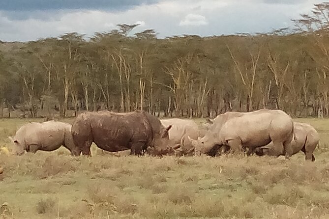 4 Days Safari to Lake Nakuru N/P and Maasai Mara N/R - The guide can make or break the experience