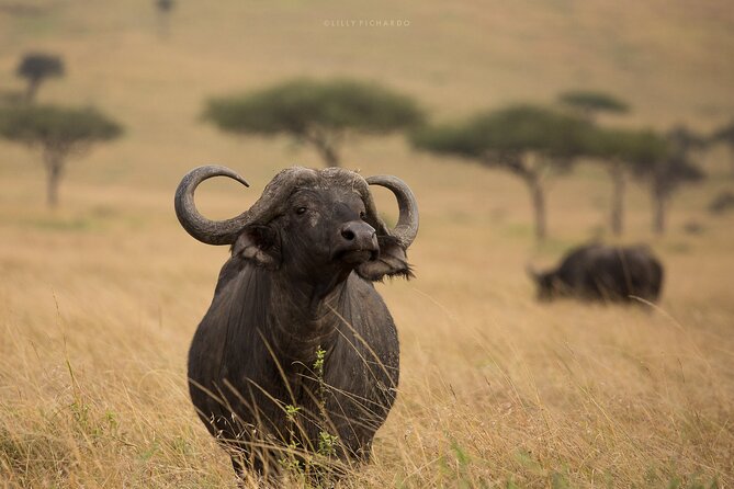 4 Days Safari to Maasai Mara N/R. - The Long Road West from Nairobi