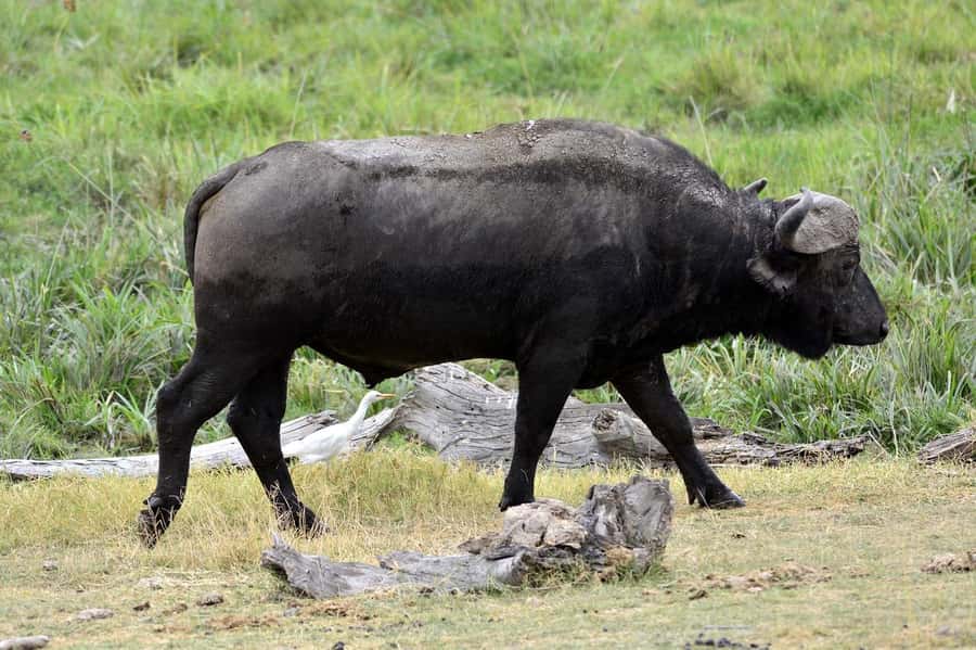 4 Days Safari to Tsavo East, Amboseli and Tsavo West Parks - Should You Book It?