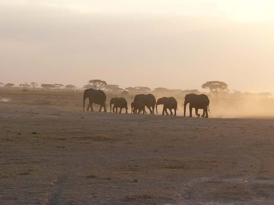 4 Days Safari to Tsavo East, Amboseli and Tsavo West Parks - Why This Safari Works From Mombasa