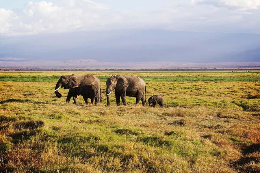 4 Days Safari to Tsavo East, Amboseli and Tsavo West Parks - Day 2: From Tsavo East to Amboseli