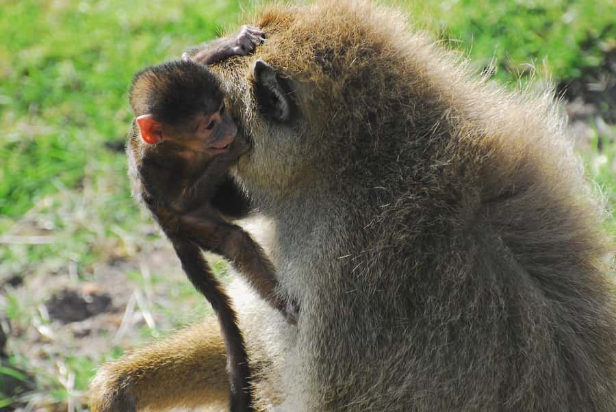 4 Days Safari to Tsavo East, Amboseli and Tsavo West Parks - Guides, Safety, and the Everyday Details