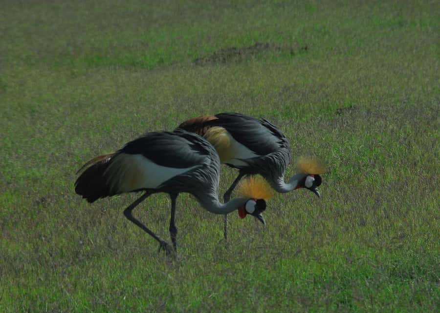 4 Days Safari to Tsavo East, Amboseli and Tsavo West Parks - Who Will Enjoy This Four-Day Route