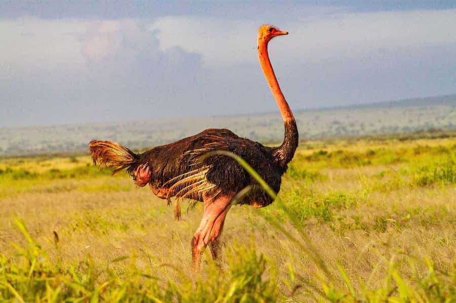 4 Days Safari to Tsavo East, Amboseli and Tsavo West Parks - Day 1: Tsavo East and the Search for Wildlife