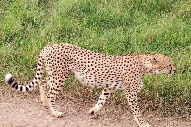 4-days safari: Tsavo east, west and Amboseli national parks - Day 3: Amboseli’s elephants and open views