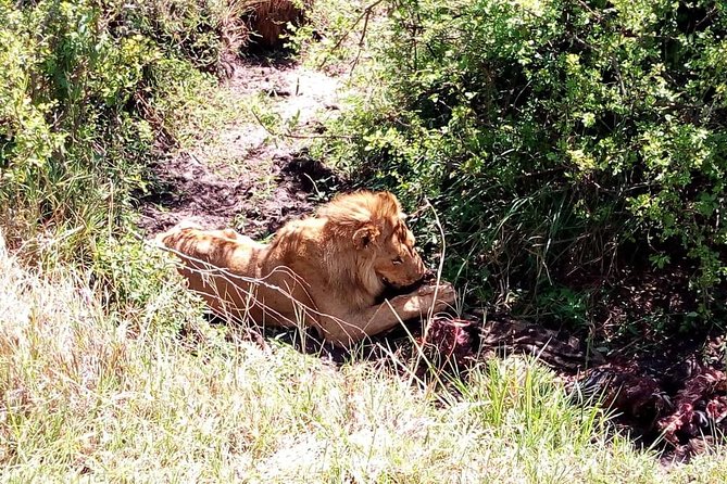 4-days safari: Tsavo east, west and Amboseli national parks - The guide can shape the whole trip