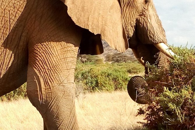 4-days safari: Tsavo east, west and Amboseli national parks - Lodges, meals, and comfort on a budget