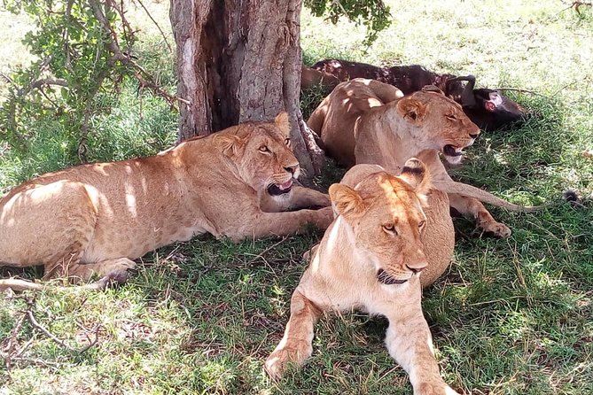 4-days safari: Tsavo east, west and Amboseli national parks - Day 2: Tsavo West, Mzima Springs, and Mount Kilimanjaro