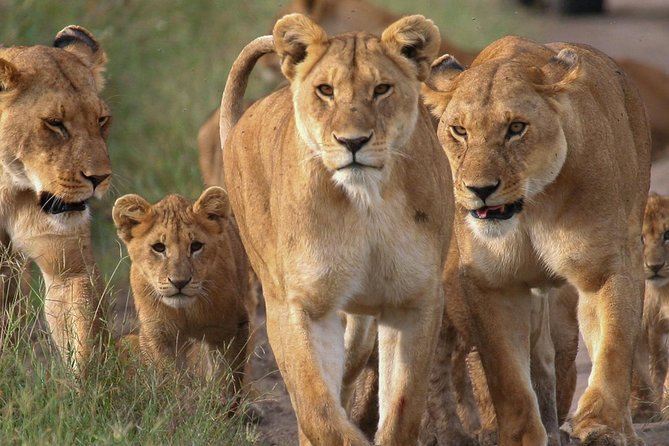 4 Days Small Group Maasai Mara and Lake Nakuru Safari - Why combine Maasai Mara and Lake Nakuru?