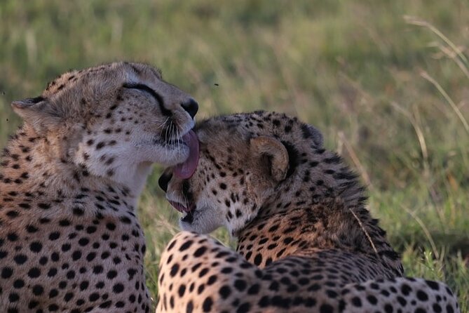 4 Days Tour Landcruiser in Masai Mara and Lake Nakuru - Day 3: Leaving the Mara for Lake Nakuru