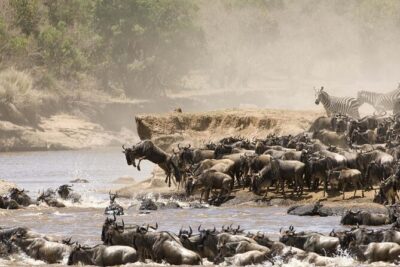 4 Days Tour Landcruiser in Masai Mara and Lake Nakuru