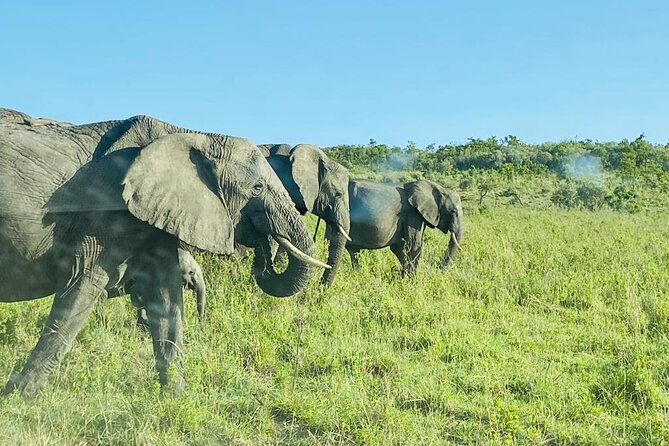 4 Days Tour Landcruiser in Masai Mara and Lake Nakuru - Meals, water, and what you still pay for