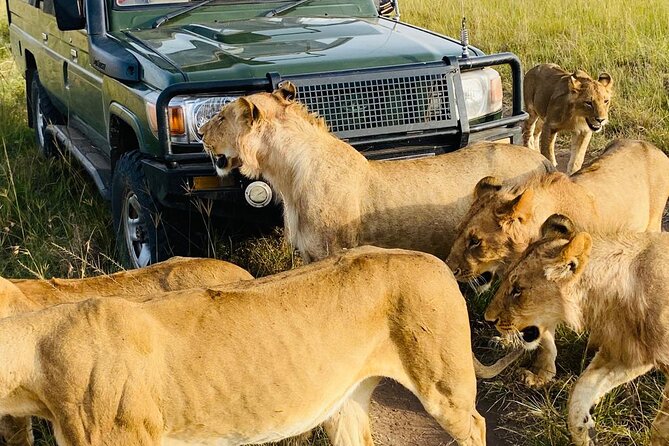 4 Days Tour Landcruiser in Masai Mara and Lake Nakuru - Who will enjoy this four-day safari