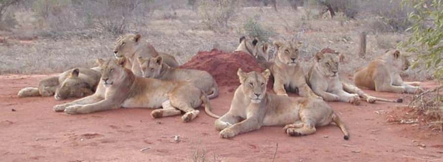 4 days Tsavo East, Amboseli and saltlick lodge safari - Tsavo East, red elephants, and the lion stories