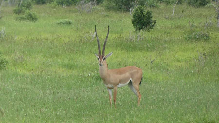 4 days Tsavo East, Amboseli and saltlick lodge safari - Day 4: A final Taita Hills game drive