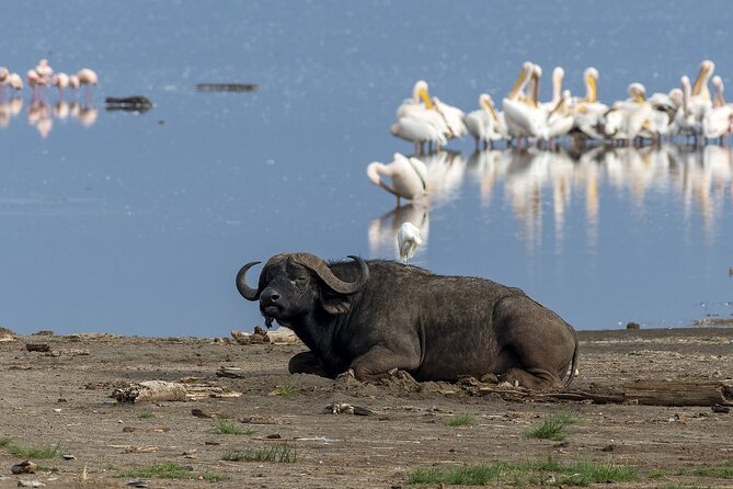 4 Days wildebeest lake nakuru masai mara safari - Day 1: Flamingos and rhinos at Lake Nakuru