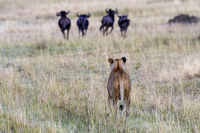4 Days wildebeest lake nakuru masai mara safari - What the $998 price really covers