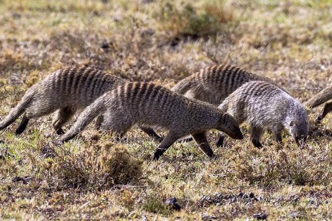 4 Days wildebeest lake nakuru masai mara safari - The private vehicle and daily pace