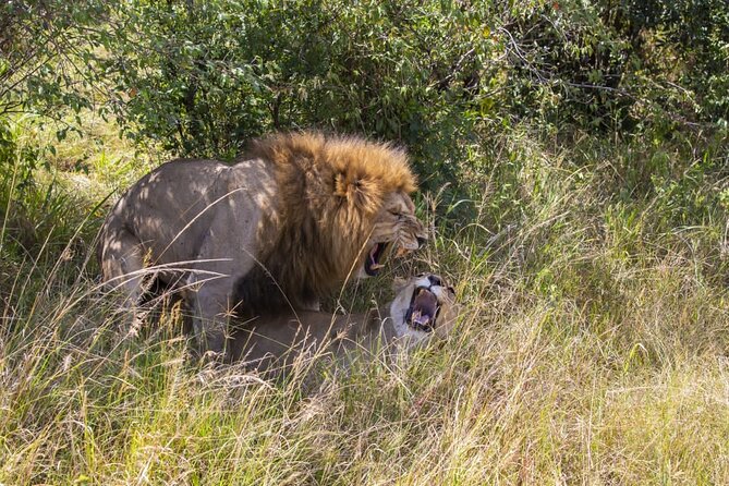4 Days wildebeest lake nakuru masai mara safari - The strongest part of the experience