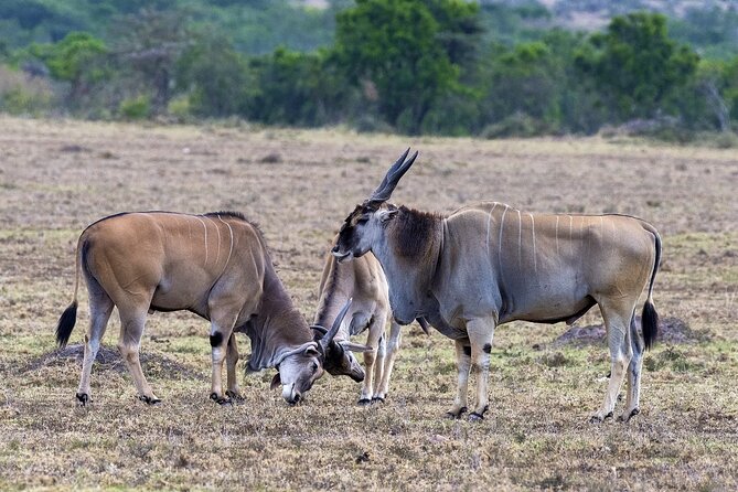 4 Days wildebeest lake nakuru masai mara safari - Day 2: Crossing the Great Rift Valley toward the Mara