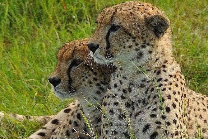 4 hours Nairobi National Park - The 1:30 p.m. afternoon option