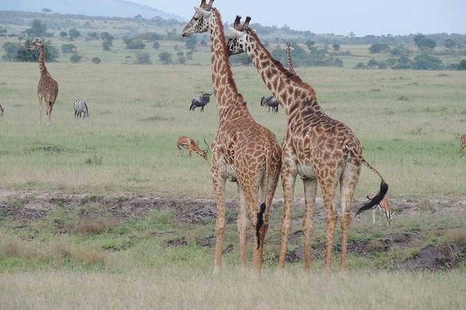 4 hours Nairobi National Park - What the private format means at $160.36