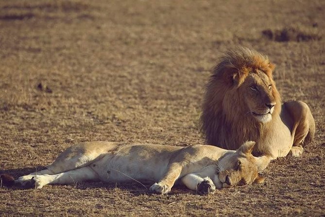 4 hours Nairobi National Park - The 6:30 a.m. morning departure