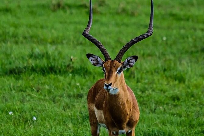 4day Maasai Mara, Lake Nakuru, and Lake Naivasha - A boat on Lake Naivasha