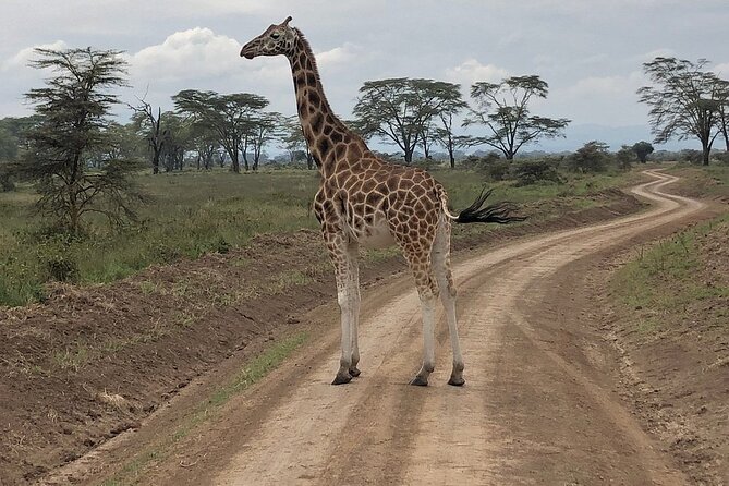 4day Maasai Mara, Lake Nakuru, and Lake Naivasha - The guide and the human side of the trip