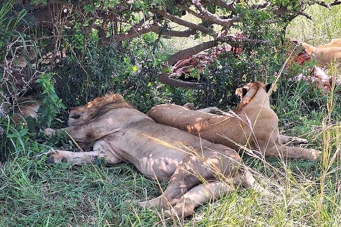 4day Maasai Mara, Lake Nakuru, and Lake Naivasha - Lake Nakuru brings a different kind of safari